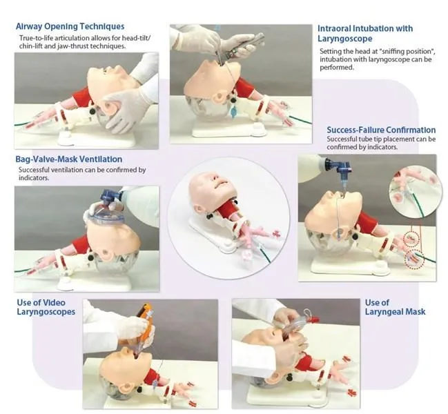 Difficult Airway Management Demonstration Model